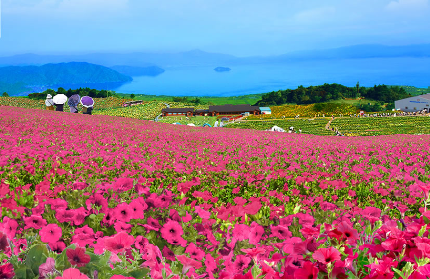 びわこ箱館山ペチュニア<br>
