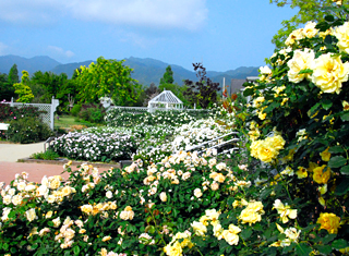 松阪農業公園ベルファーム(イングリッシュガーデン)<br>